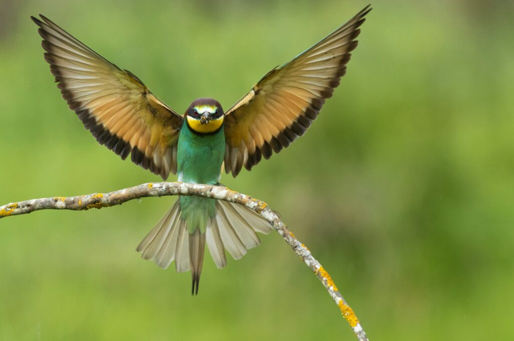 Fotografia de naturaleza